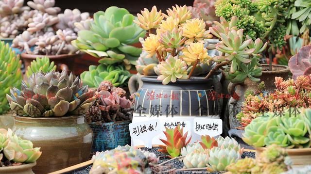  #淮北#淮北：多肉植物俏销春季花市