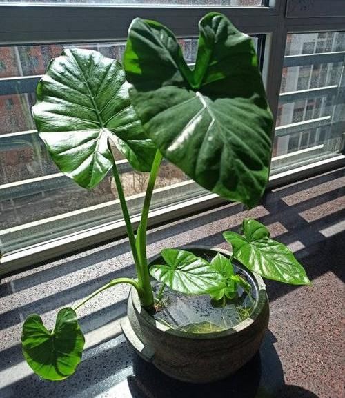 好处■滴水观音有毒,还有这么多人养它,原来是这点好处,能冲煞气
