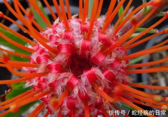 「风轮」针垫花共同繁荣,风轮花无限祝福