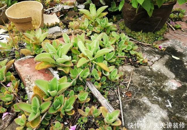  [图片作者]15种超级好养的花，不死鸟居然不是第一，“养花杀手”们试一试吧