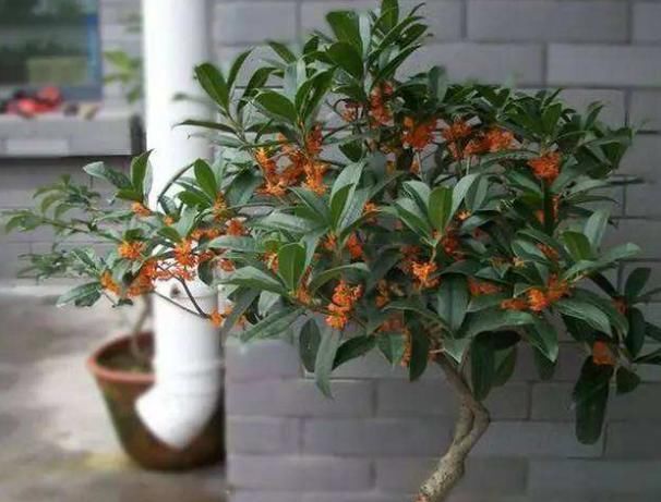 『清香木』房间有异味，那就养这4种“植物”，花香四溢，空气变更好闻！