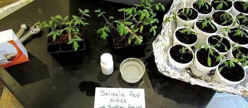  [阿司匹林药片]阿司匹林药林能用来养花？能促进生根发芽，简直就是植物的“福音