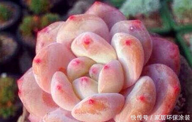 『春天』春天给多肉浇水要注意的3个问题,学会后,肉肉再也不徒长了
