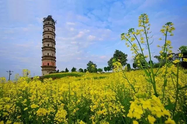 中国最美的油菜花海,油菜花逐渐“染黄”了神州大地