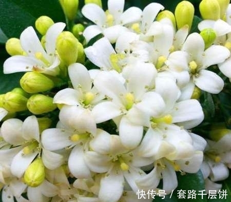  『养花』家中不要乱养花，此花号称“天下第一香”，阳台种两盆，满屋飘香