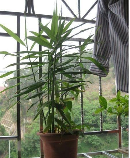  「白菜」“废根”不要丢，埋土“留半截”，20天成“盆栽”，还开花结果