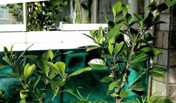  种花草：很好养的6种花草，扦插生根快，花儿开成团，漂亮易养活