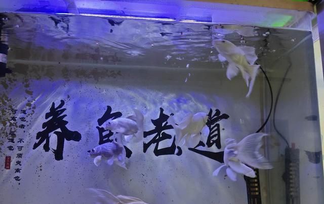 「鱼缸」接近一个月没有换水也没有加水的鱼缸，观赏鱼会出现哪些问题？