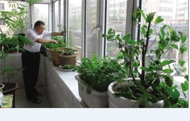 #到处都#喜欢的养植物的有福啦!试试此些花果,结果想吃就摘,新鲜能卖