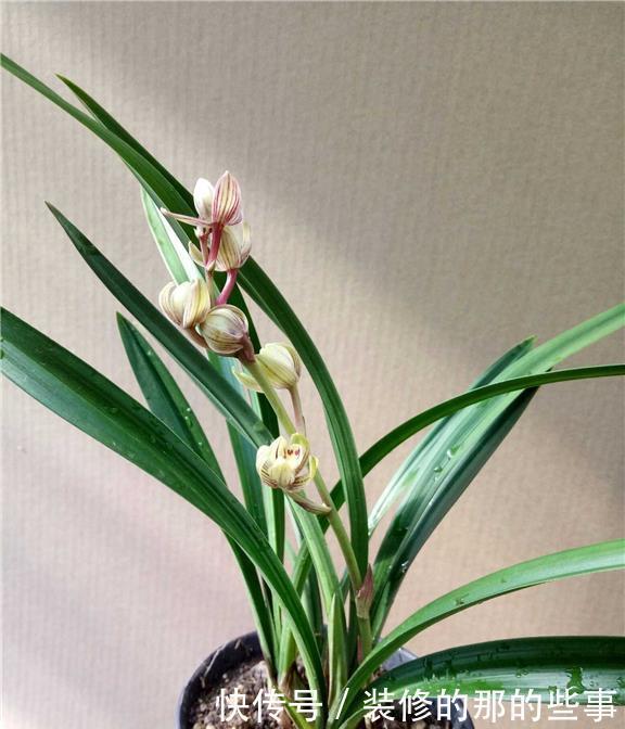 花型|建兰金荷,花型独特有“奇香”,价格很宜,适合新手养的兰花