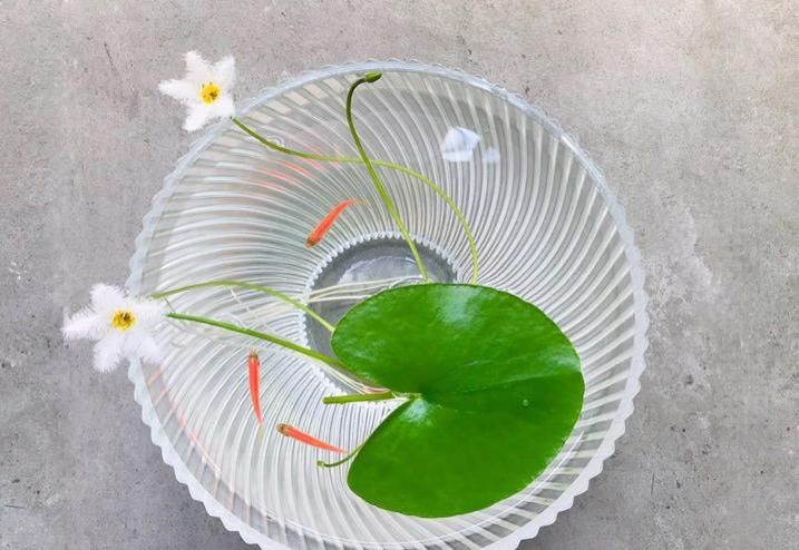  #叶子#最好养、最弱智的植物，只长一片叶子，给点水就能活！