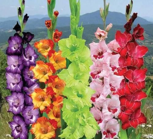  『代表着』花友选出了自己认为最美的50种花