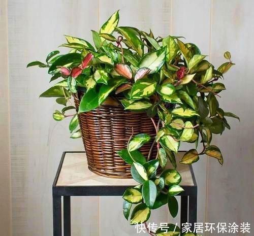『细心』春天养花需要将伤害降到最低,搬动、浇水都要细心,才能根壮花朵
