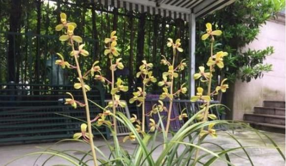 【肥料】兰花春天做好这几点，能多长芽、长壮芽、多开花，花开多又香