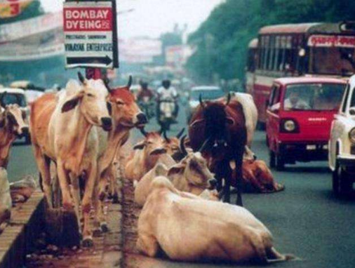 很多印度人不吃牛肉,怎么还会有屠牛节?原来如此!
