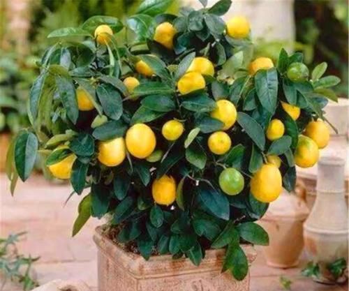  「适合」这“3种盆景”，个个叶片比花美，还能消毒、去异味，适合摆卧室