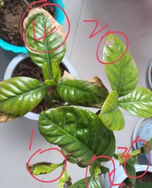 『盆栽』几年的栀子花盆栽黄叶掉叶僵苗还不开花怎么办,不重视还要求开花