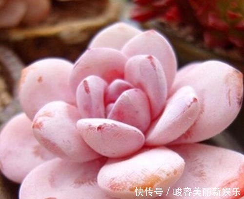  『艺术感』玉露“发功”成景天？2种方式把多肉搭配成让人羡慕的盆栽
