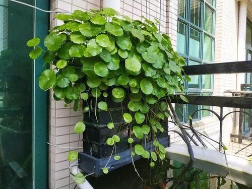  「趴下」3种花都是水葫芦，少喝一口水，叶子都趴下