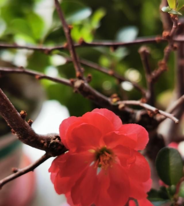  #增辉#与花为伴，岁月增辉