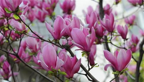  「良药」美得像“仙女”般的紫玉兰，是“鼻炎”花友的良药，摆卧室最合适