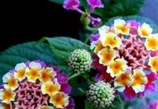  「油绿」养绿萝、吊兰厌倦了，不如养这3种花，叶片更油绿，全年都开花！