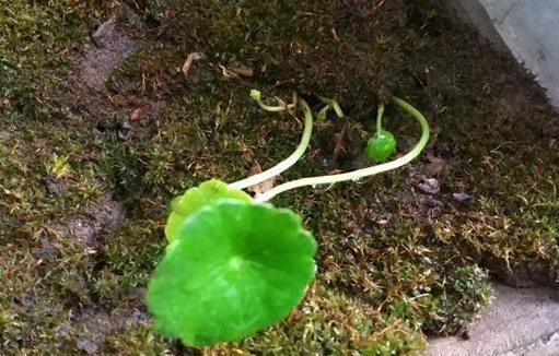  [技巧]室内养花如何预防虫害问题？用上4个小技巧，植物健康长不停