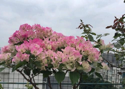 延长■开花爆盆的三角梅绿樱,最近爱掉花,一碰就掉花瓣,怎么延长花期