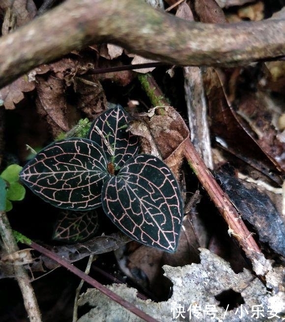  #见到#1种野草被称为“软黄金”，农村树下就有，见到了别踩，很