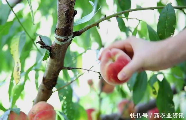  [桃子]被称为“五果之首”，价格一年比一年高，农民却说：一年