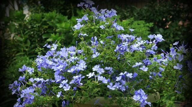  『家里』想要养花这3种花,必须要有“垂落感”,家里处处像世外桃源