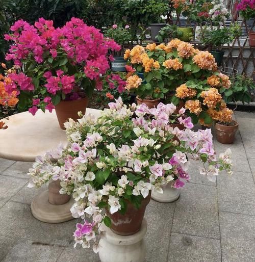  浪漫宝贝■花期超长的3种花，三伏天也美美哒，一棵就能拥有一片花海