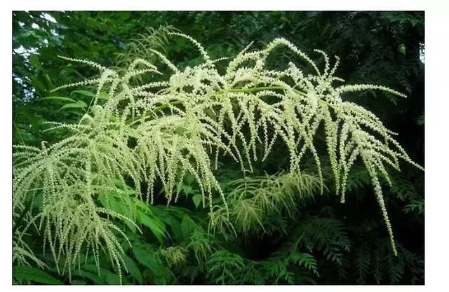 “升阳”到底是什么？从三味中药解读“升阳”玄机