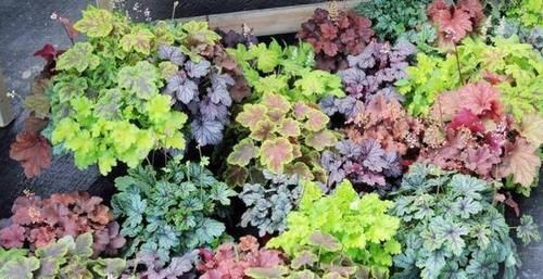  『矾根』叶子比花还要美的植物，不知迷倒多少人？