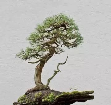 盆景展 ,美美美 !