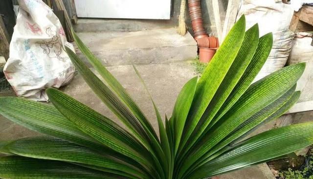  『枝叶茂盛』养这“4种花”,浇水很关键,学会这样做,枝叶茂盛、开花爆盆!