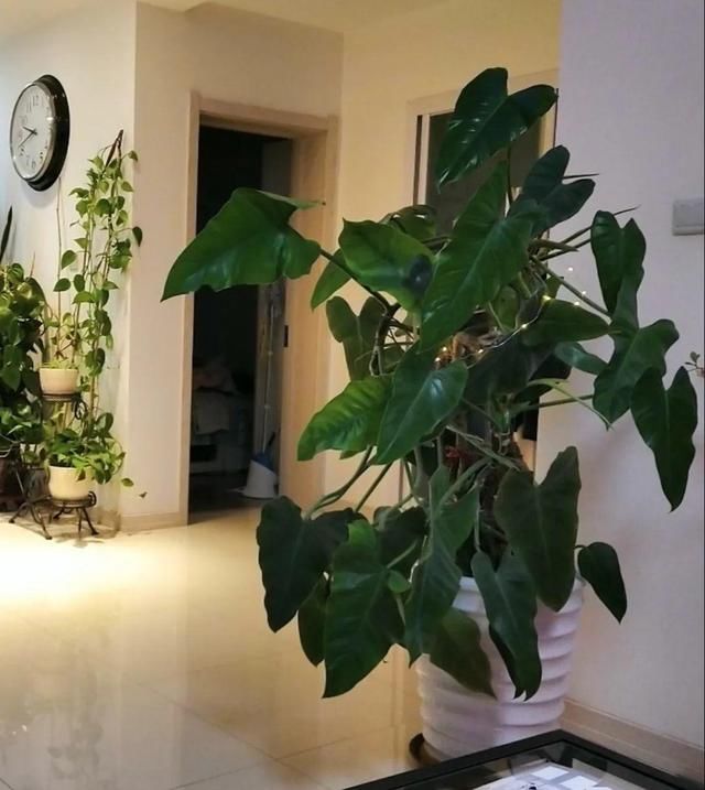  [最合适]1间房1盆花，养最合适的，全家都健康