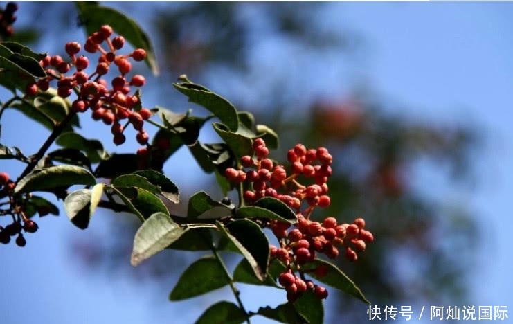 农村这种野果尤其值钱! 以前掉地上没人捡, 如今农民靠它“脱贫”