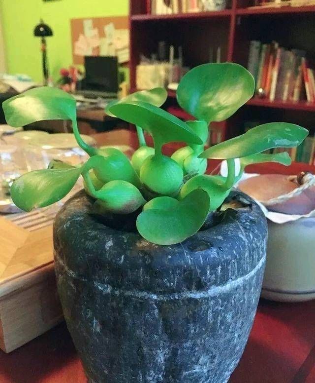 「花草」这些盆栽植物都是喝水的。它们每一个都盛开着花草