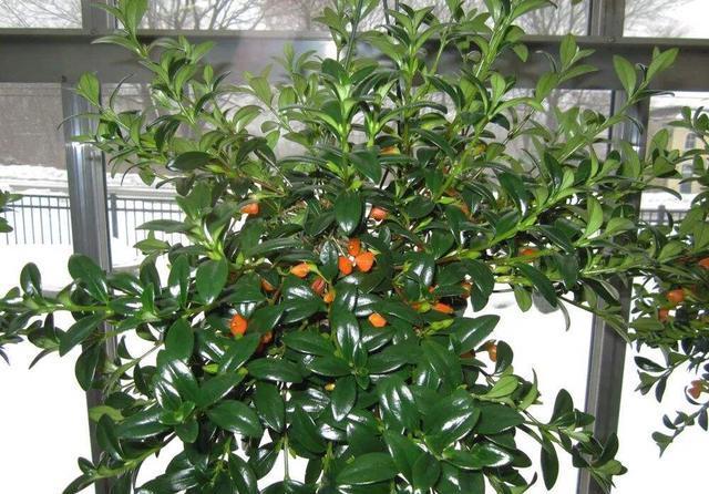 「养护」阳台养1盆这种花,比金边吊兰漂亮,1个种植诀窍,叶翠绿开花多