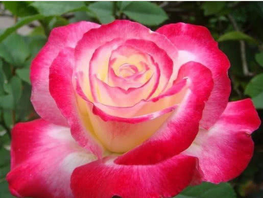  [芳香]鲜艳亮丽的花朵，花形别致，散发芳香，如此美的3种花谁不喜欢！