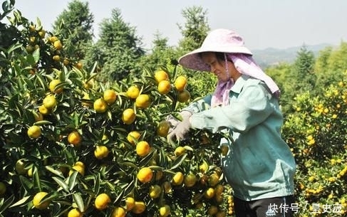  「上市」去年几毛1斤也滞销，如今收购价3.8元，果农却高兴不起