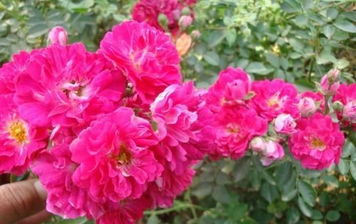 「玫瑰」此花是花界“宠儿”,比玫瑰艳,比茉莉香,新手也能养出百天花期