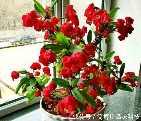  「漂亮」“4种花”超耐旱，1个月不浇水，照样养得旺，还开出漂亮的花！