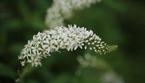  『狼尾花』农村1“普通”杂草，常人挖到即弃，殊不知它药效惊人，是个宝贝