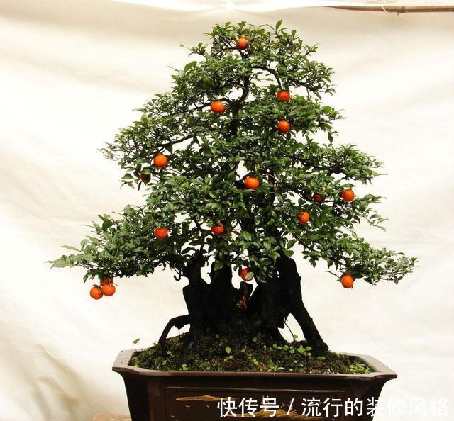 「生长出来」3种价值高的盆景树,养在家里寓意好,多养几年能升值
