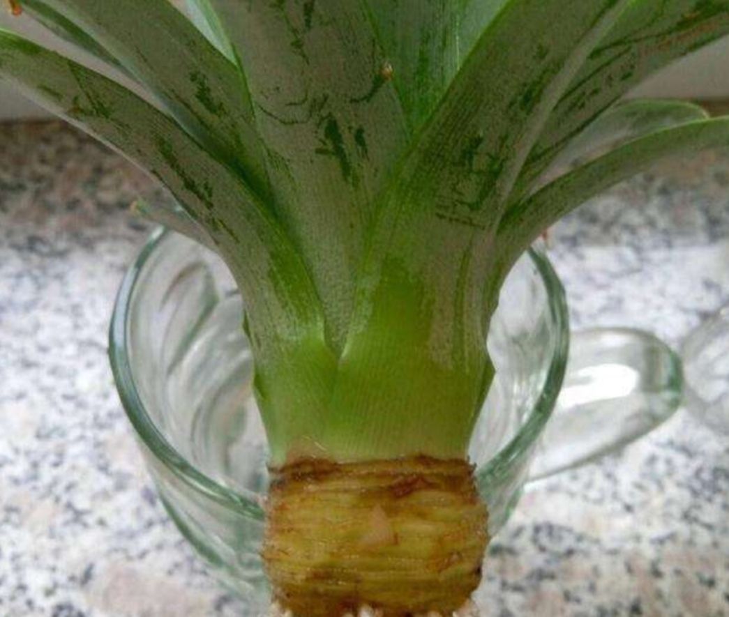  「叶子的菠萝」吃完的菠萝头不要扔,教你种出好看的菠萝盆栽,还能长菠萝