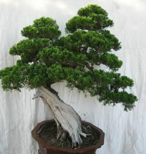 「充足」春天能开花,花色“淡绿色”,只要浇水不多,龙柏盆景就能养好!