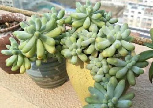  露养■多肉露养好时节：扔外面，1个月没管，美得跟整容了一样！