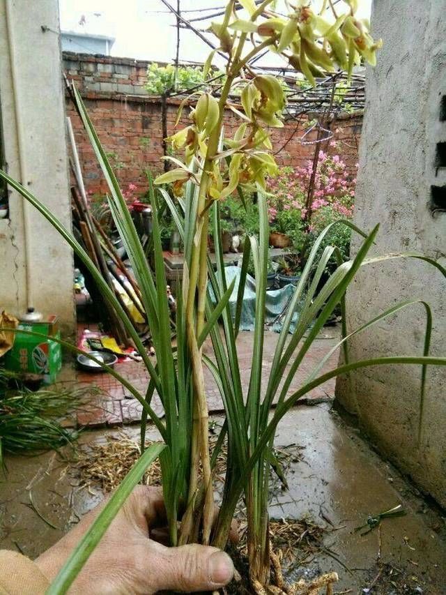  [保存]盛花期的兰花能下山吗，盛花期的兰花下山后怎么养护保存活